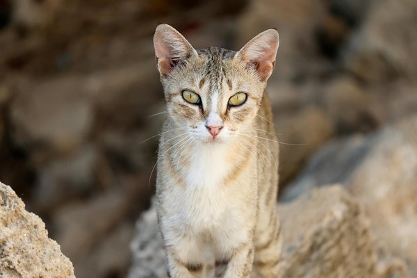 How is the UK automotive sector preparing for the shift to hydrogen fuel cell technology?